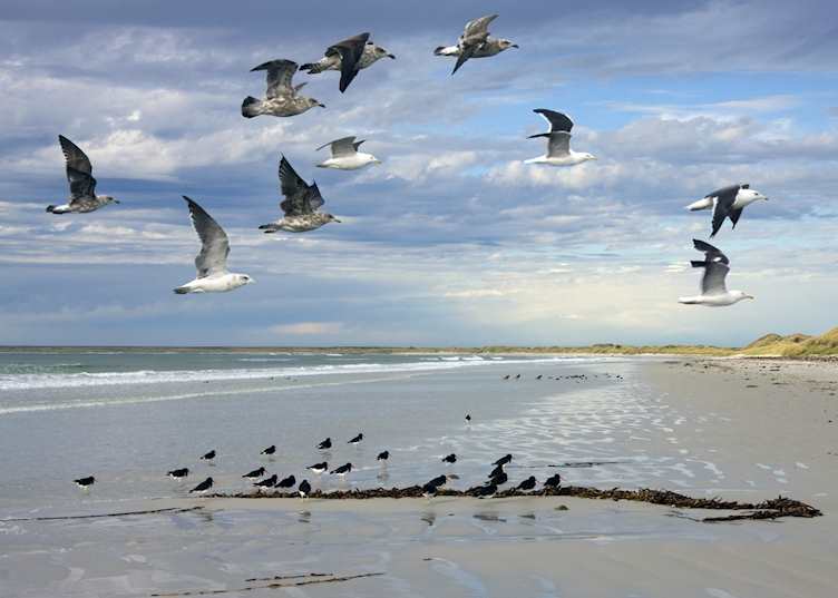 Pebble Island, The Falkland Islands