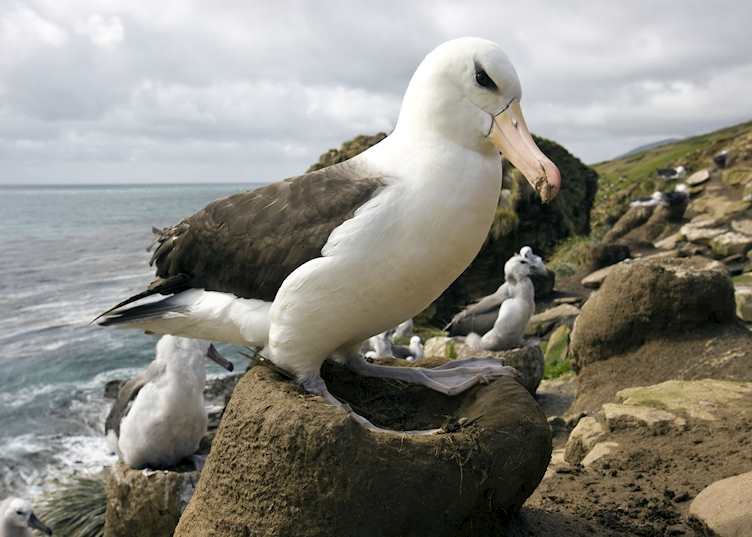 Black-browed albatross, the Falkland Islands
