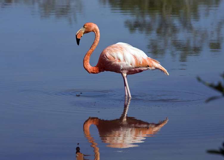 Galapagos Flamingo