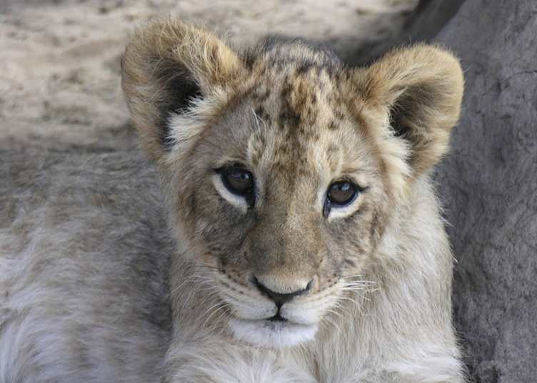 Madikwe Game Reserve, South Africa