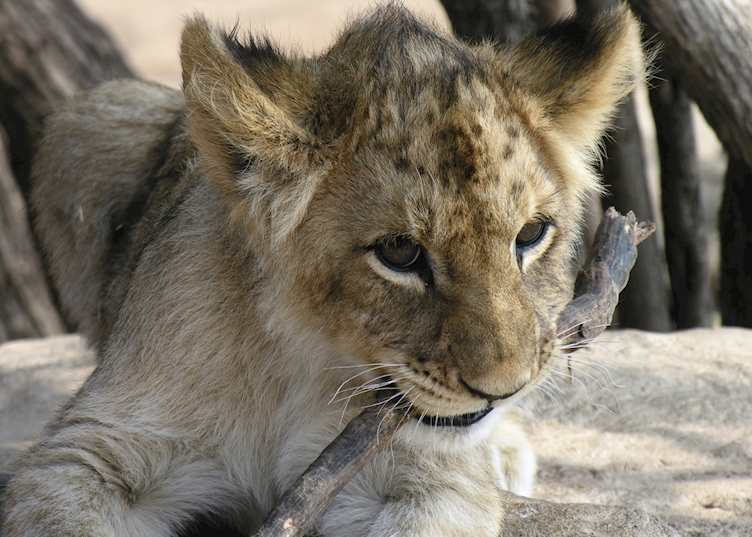 Lion Cub in the Madikwe Game Reserve, South Africa