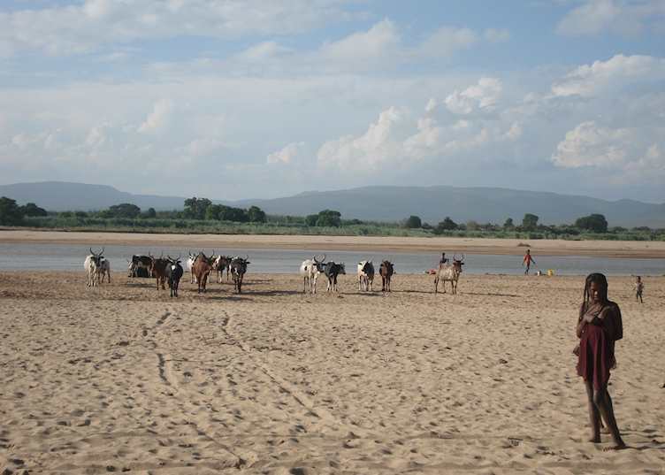 Zebu on the banks of the Mandrare River, Madagascar