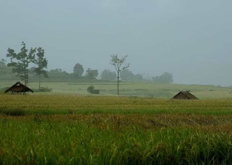Houaphanh rice paddies