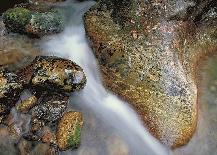Stream in Fiordland National Park