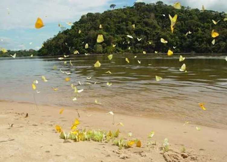 Butterflies at the Cristalino Jungle Lodge