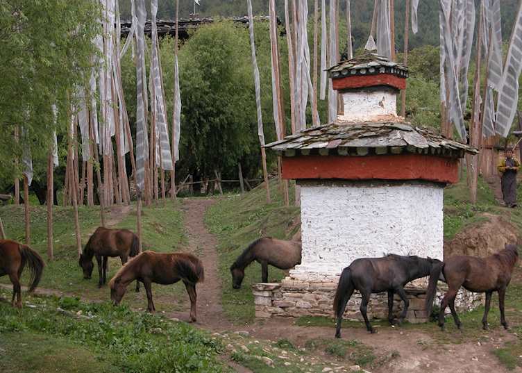 Wild horses, Bumthang Valley