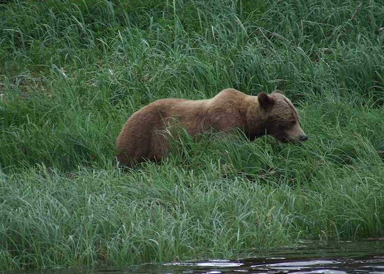 Grizzly Bear at Knight Inlet Lodge
