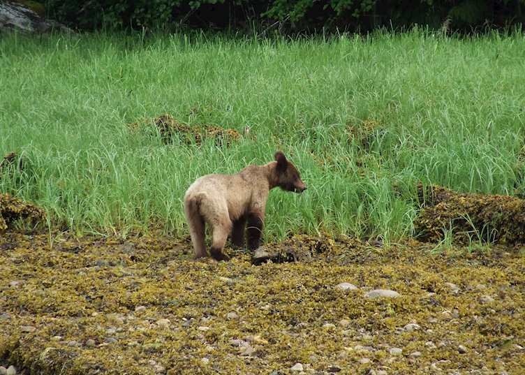 Bears in the Khutzeymateen