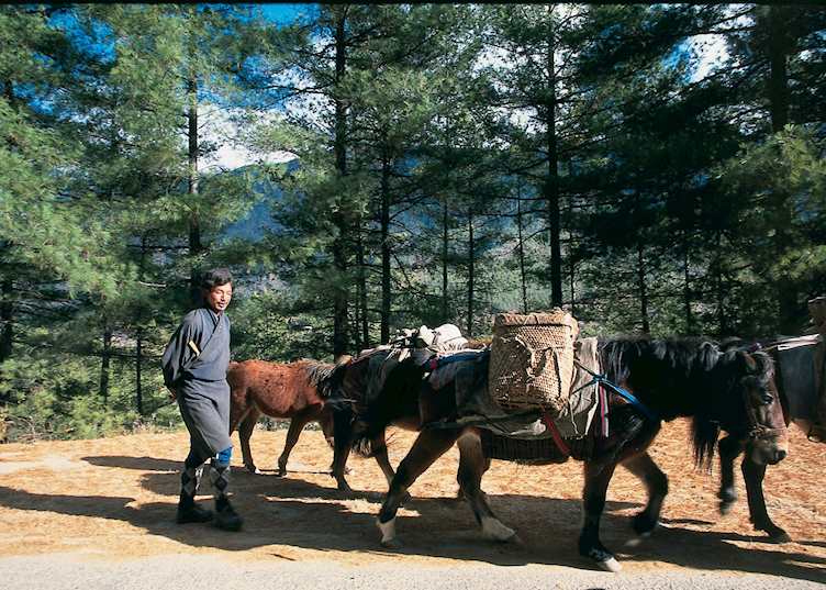 Man with horses, Trongsa