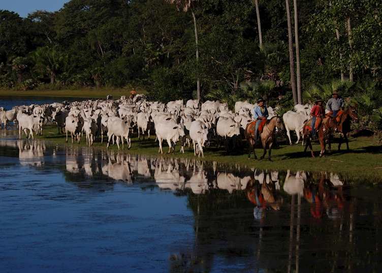 Cowboys and cattle at Fazenda Barranco Alto