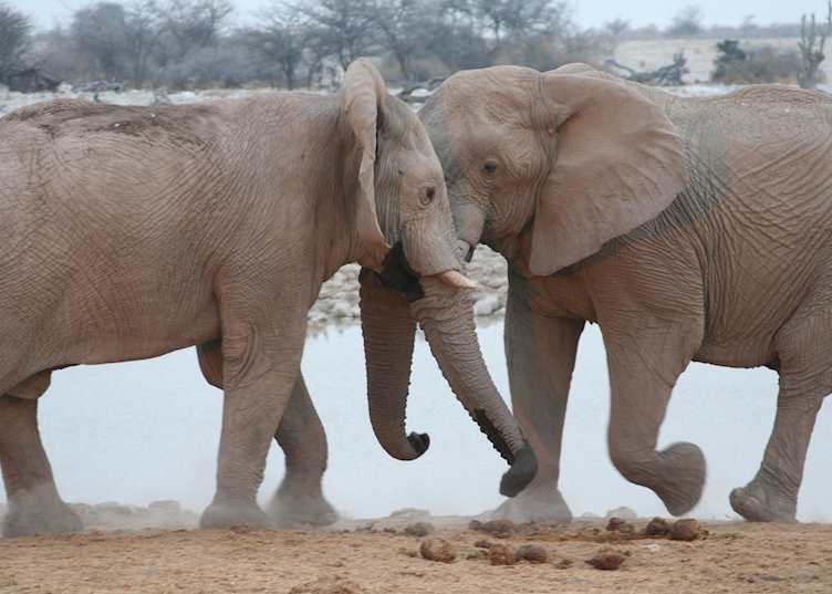 Elephants at Okaukuejo Rest Camp Waterhole
