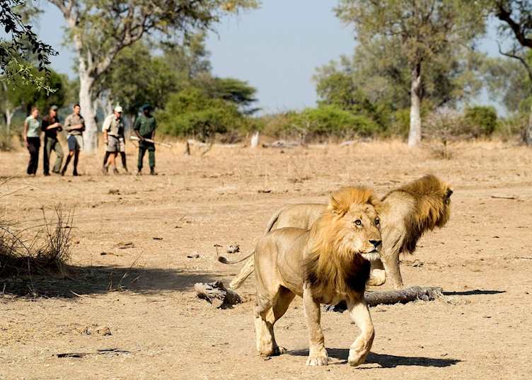 Tracking lion on a walking safari