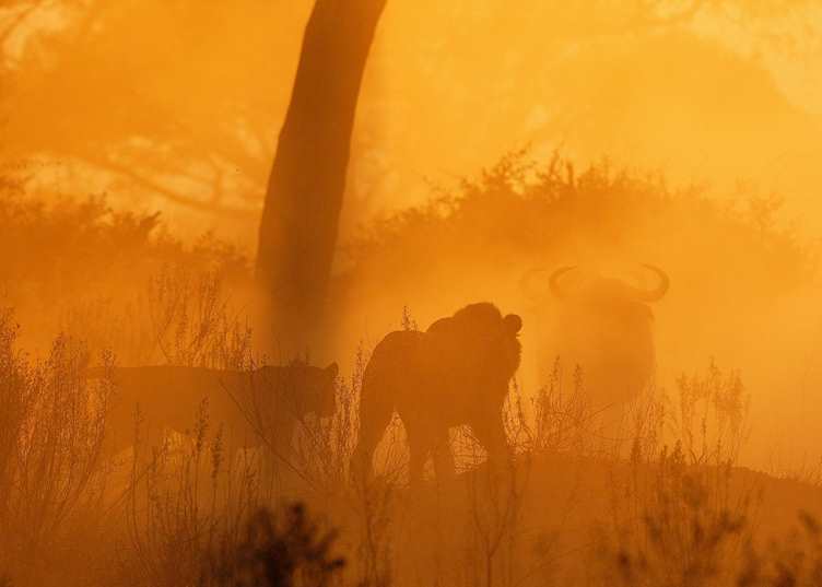 Lion hunting buffalo in the Duba Concession