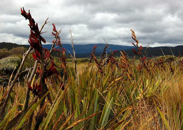 Mason Bay, Stewart Island