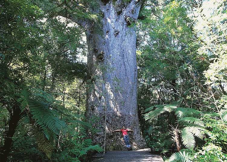 Tane Mahuta, Kauri Coast