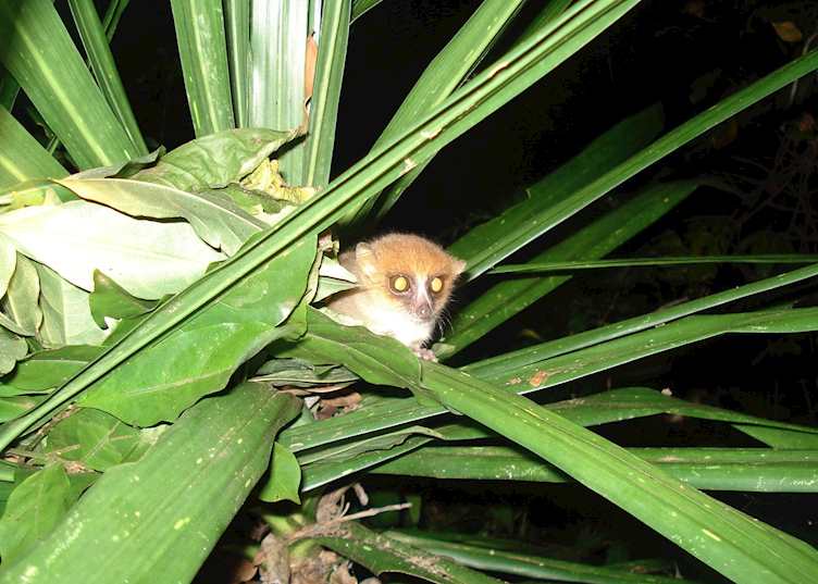Nocturnal mouse lemur, Amber Mountain National Park (Montagne D'Ambre), Madagascar