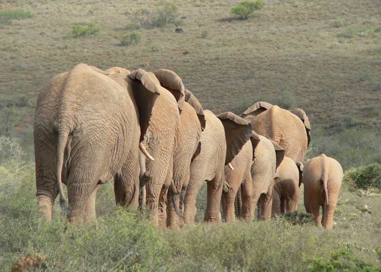 Eastern Cape Game Areas, South Africa