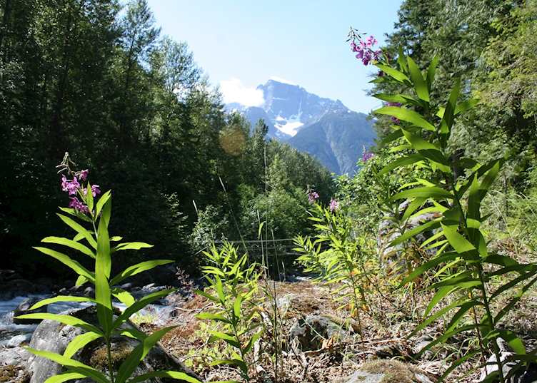 The Alexander Mackenzie Trail in the Bella Coola Valley