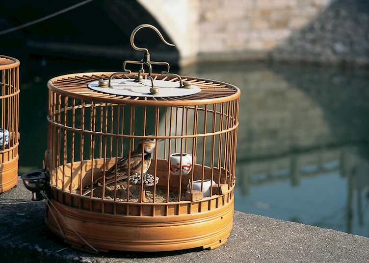 Caged bird at riverside, Suzhou