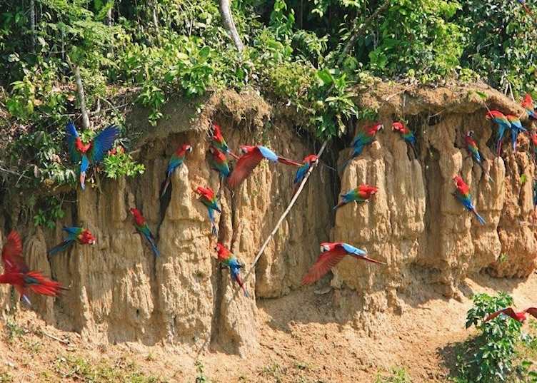 Macaw clay lick, Manu Biosphere Reserve