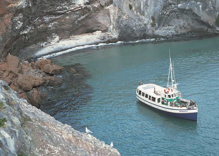 Monarch Cruise, Otago Peninsula