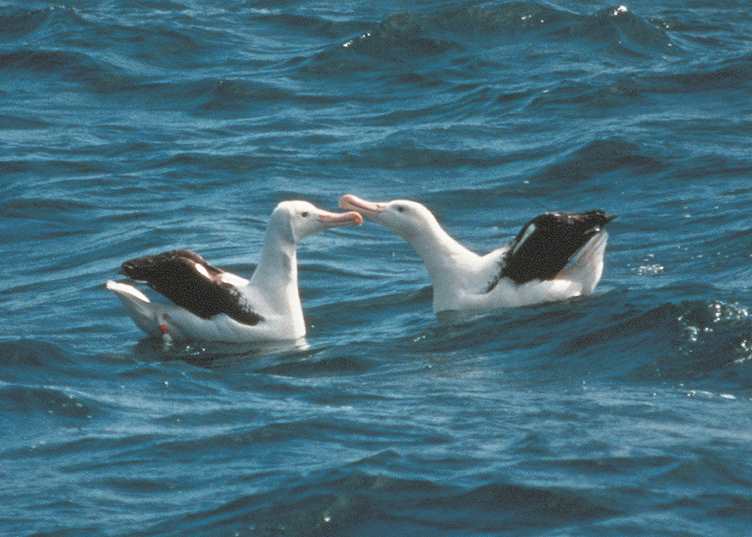 Albatross, Otago Peninsula
