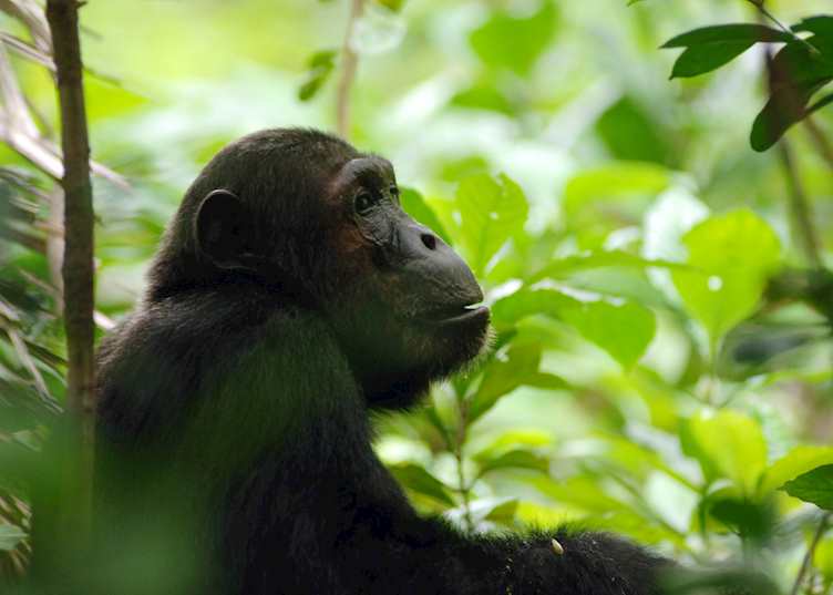 Chimpanzee, Mahale Mountains National Park