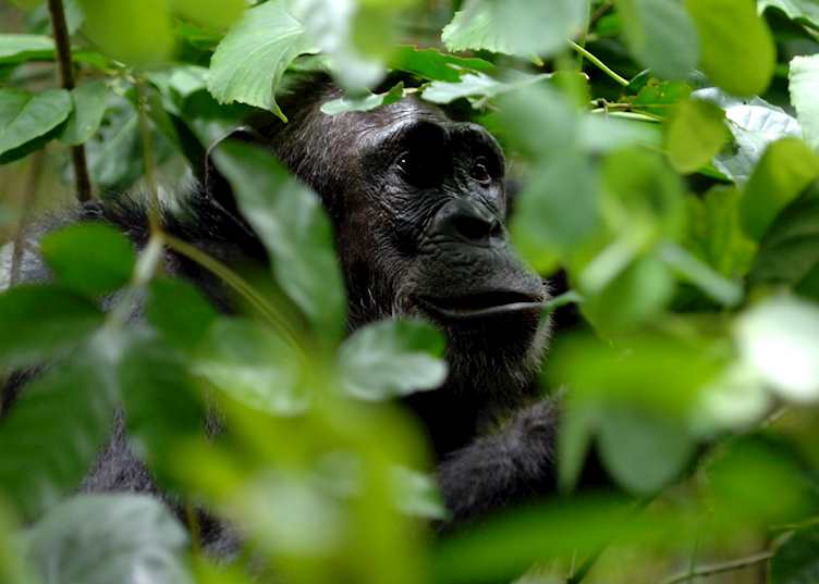 Chimpanzee, Mahale Mountains National Park