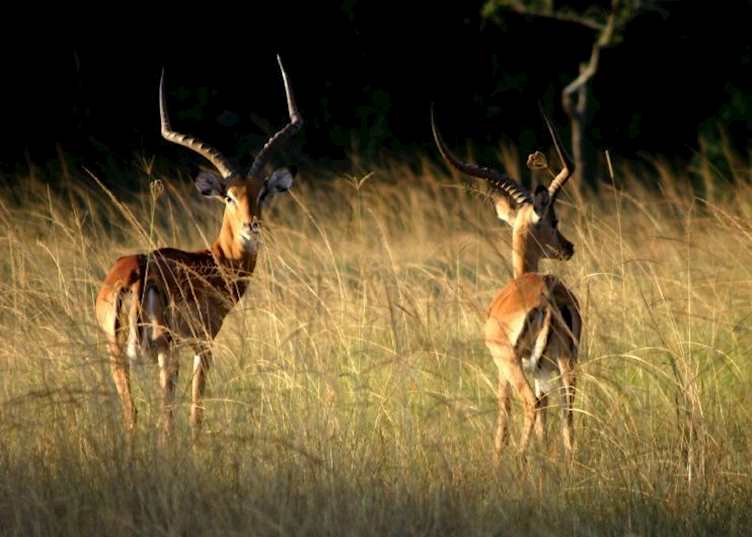 Ugandan kob, Lake Mburo National Park