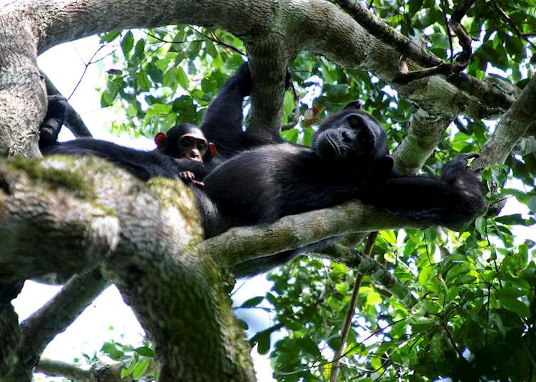 Chimpanzee mother and baby, Semliki Wildlife Reserve