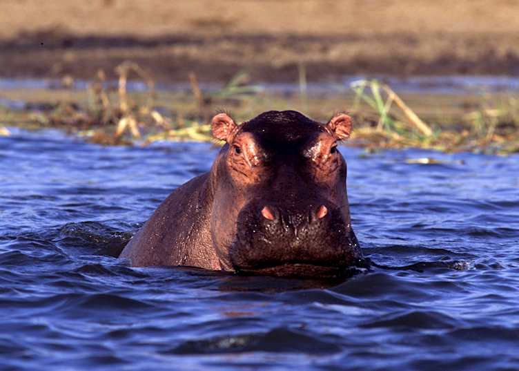 Hippo, Murchison Falls National Park