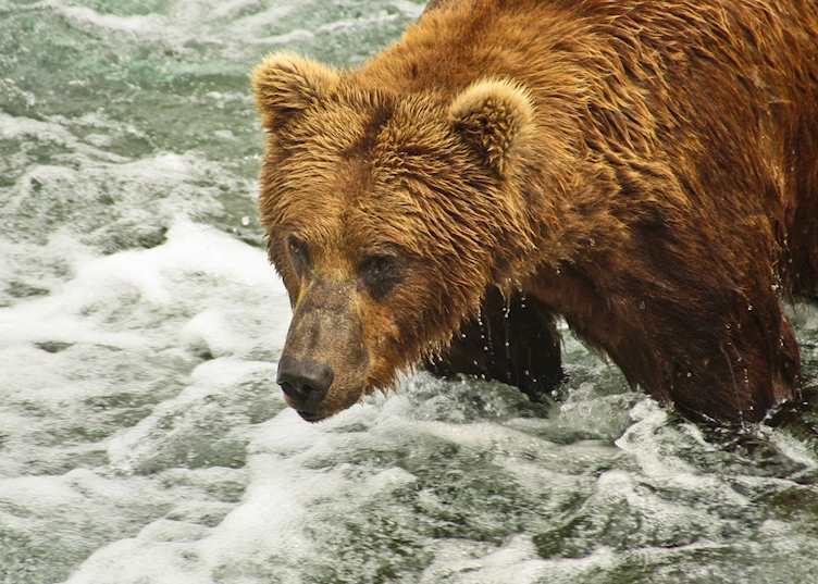 Brown bear, Brooks Falls