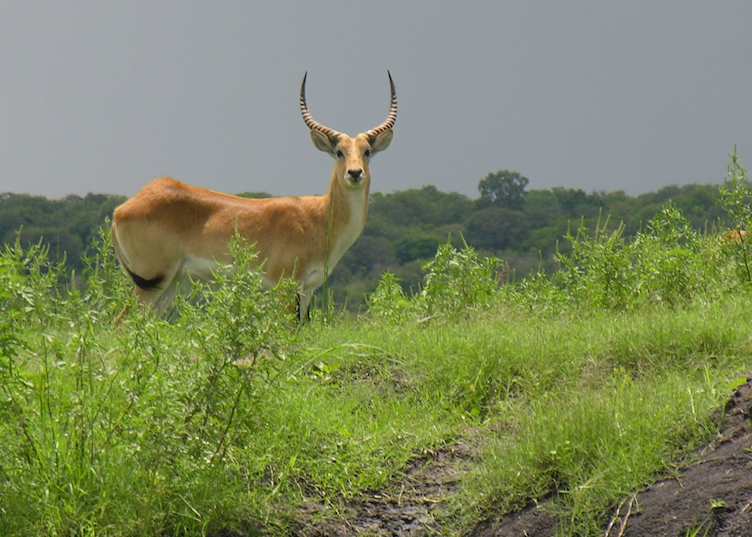 Red Lechwe