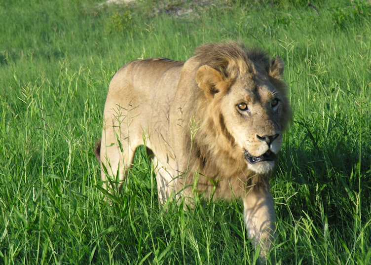 Lion, Kwara Concession