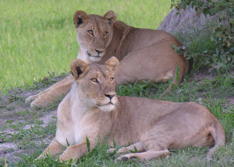 Lions, Kwara Concession