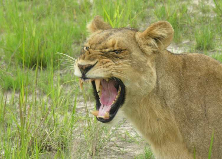 Lion, Kwara Concession