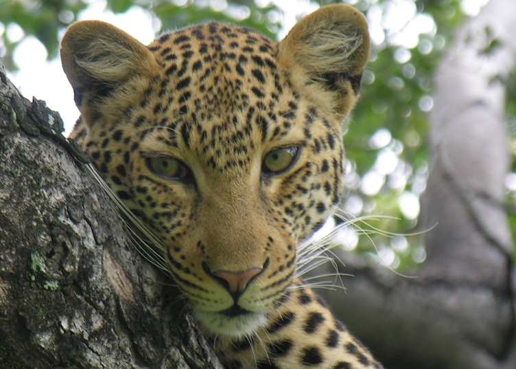 Leopard, Kwara Concession