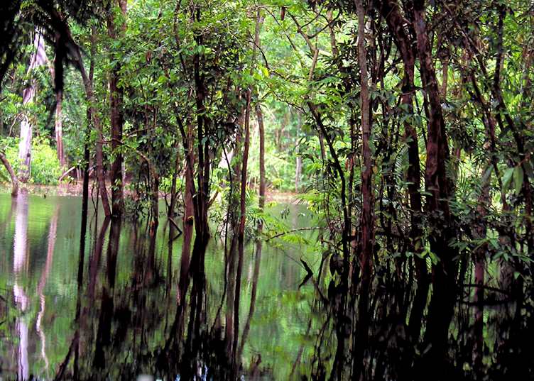 The Amazon