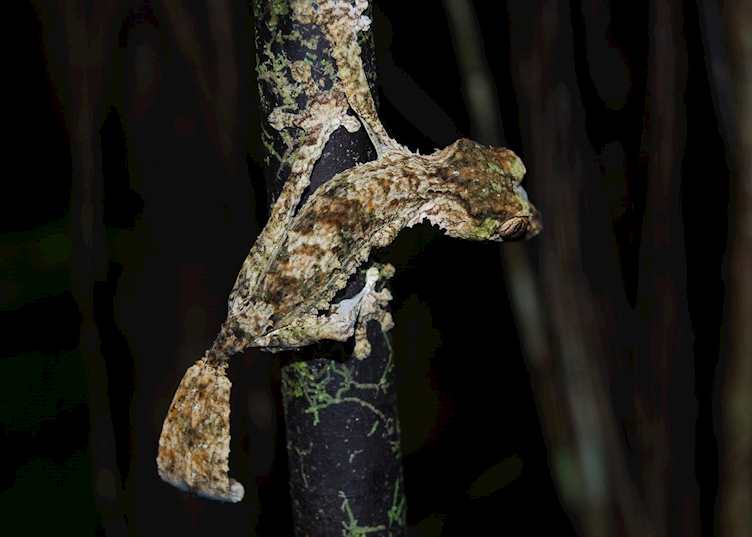 Leaf-tailed gecko, Masoala National Park, Madagascar