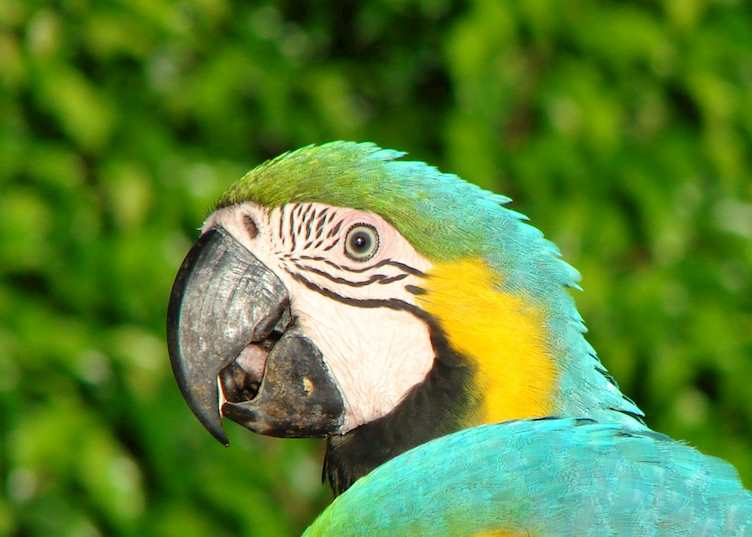 Blue and yellow macaw, Pearl Islands