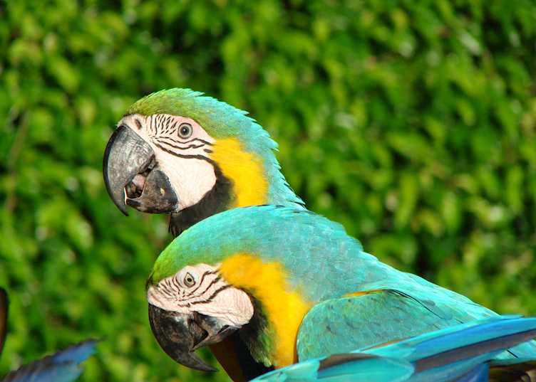 San Jose Island, Panama