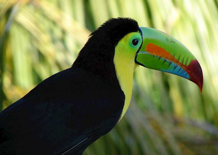 Keel-billed Toucan, Belize