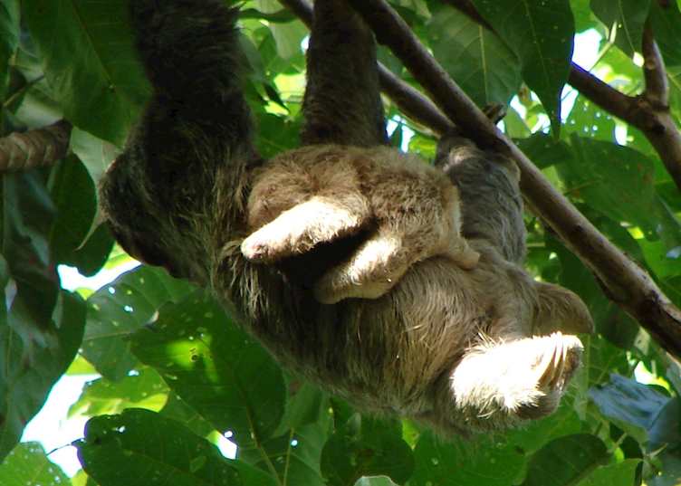 Three-toed sloth, Caribbean Coast