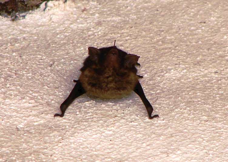 Bat, Casa Corcovado Jungle Lodge, Osa Peninsula