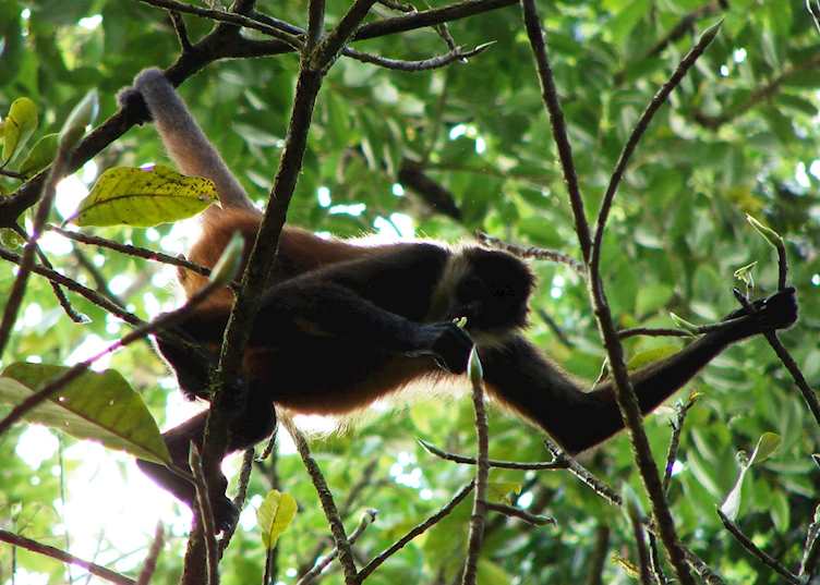 Spider Monkey, Casa Corcovado Jungle Lodge, Costa Rica