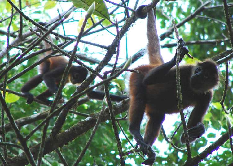 Spider monkeys, Caño Negro National Park