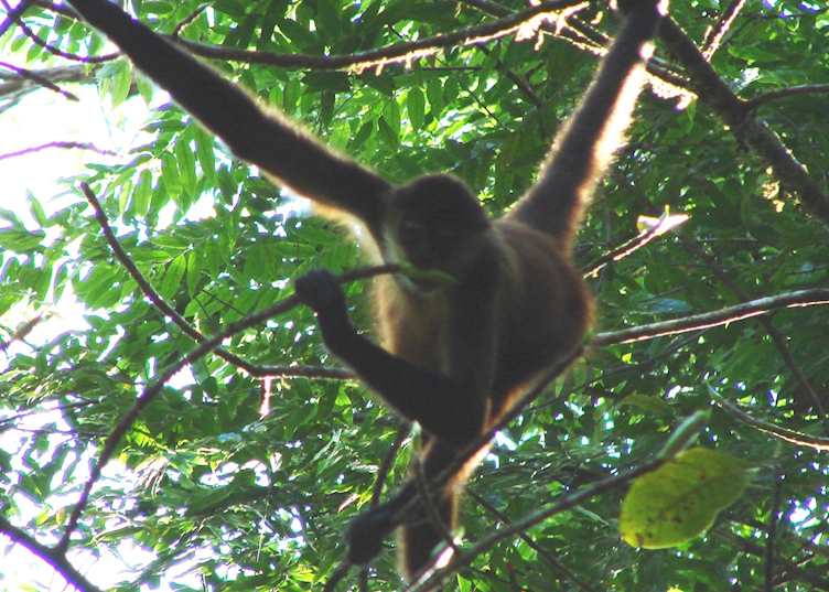 Spider monkey, Caño Negro National Park