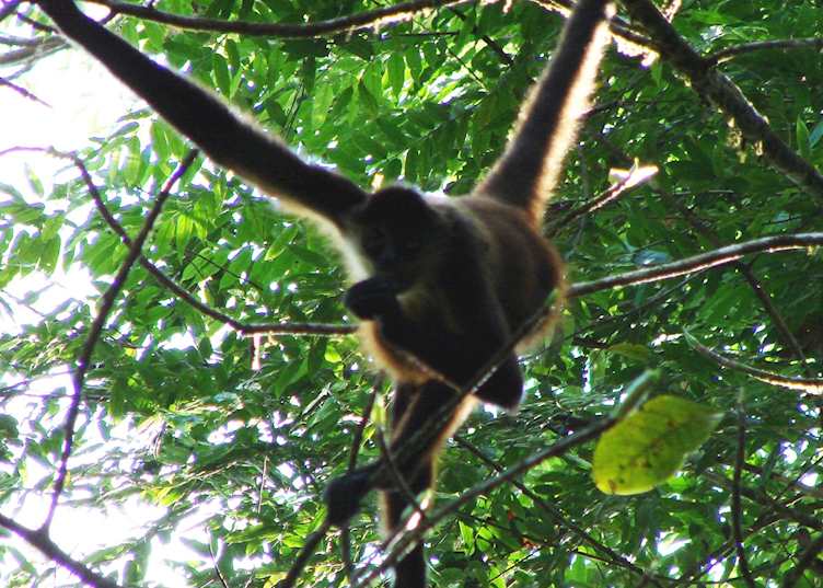 Spider monkey, Caño Negro National Park