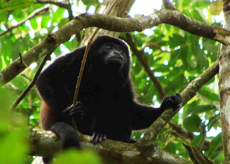Howler monkey, Lamanai