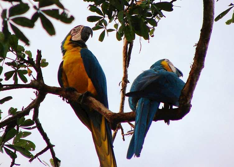 Blue and yellow macaw, Pearl Islands